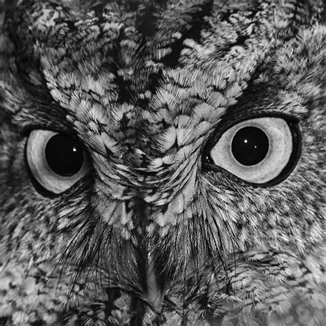 The Eyes Of Screech Owl Photograph By Brian Orloviscreech Owlch Fine