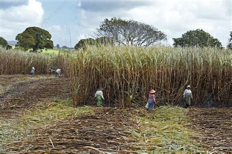 Sugar Cane Harvest Mauritius Stock Image C0151095 Science Photo