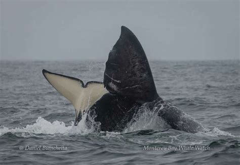 Showdown In The Sea Orcas Swarm And Attack Gray Whale Right In Front