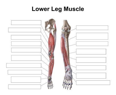 Observe the leg muscle diagram posted above and notice that there are many parts in the muscles.the largest muscle masses in the. 6 Best Images of Printable Worksheets Muscle Anatomy ...