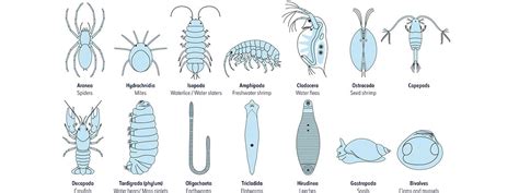 Guide To Identifying Common Freshwater Invertebrate Groups Natural