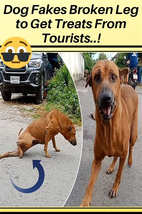 Dog Fakes Broken Leg To Get Treats From Tourists Broken Leg Funny