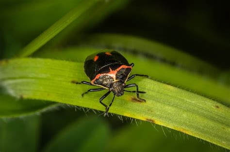 Blackandorange Beetle By Tim Morrill On 500px Orange Black Morrill Black