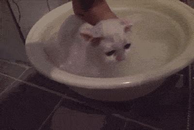 Cat Bath Gif Find Share On Giphy