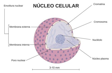 Funcion Del Nucleo De La Celula Animal Compartir Celular