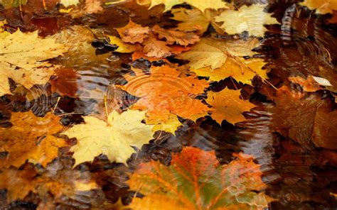 Rainy Autumn Wallpapers Top Free Rainy Autumn Backgrounds