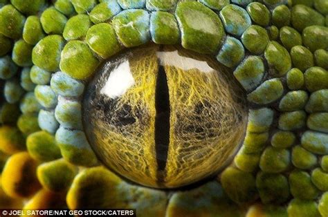 Eye Eye The Incredible Close Up Shots Of Animals That Reveal The Inner