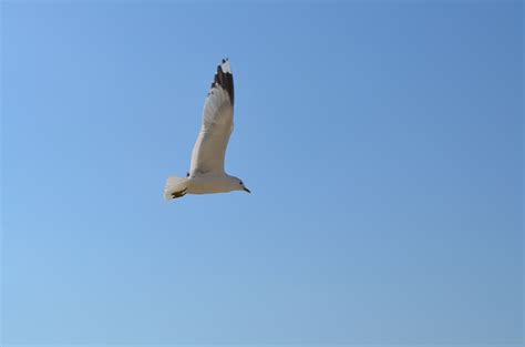 Free Images Bird Wing Sky Seabird Flying Seagull Gull Flight