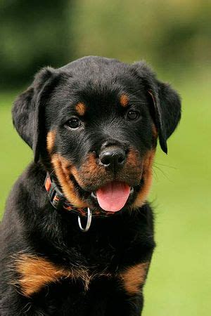 Wo ist der vorzügliche platz im wohnbereich für eine rottweiler. Rottweiler Welpen - Viele Tipps und tolle Fotos