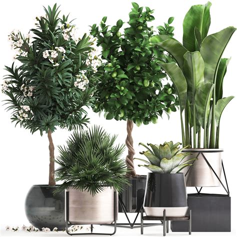 Ornamental plants for pots episode: 3D model Collection of ornamental plants | CGTrader
