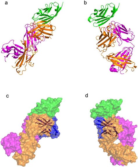 Crystal Structures Of Pd 1 In Complex With Atezolizumab And Durvalumab