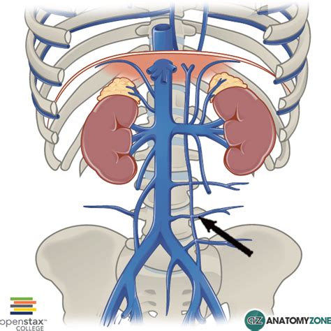 Lumbar Veins Anatomyzone