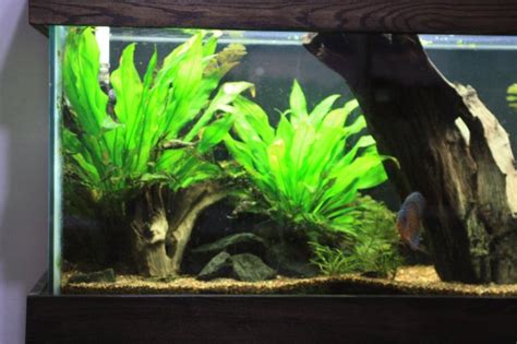 Check spelling or type a new query. DIY - Root Tabs | AquariaCentral.com
