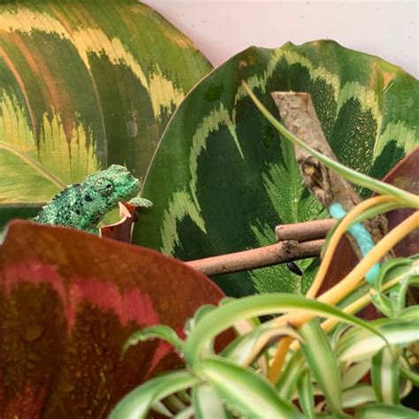 That said however, they can make good pets; Are Chameleons Good Pets? - Chameleon Academy