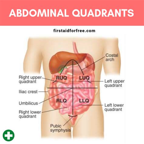 Quadrants Of Abdomen And Contents