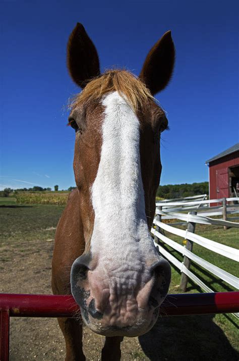He told me they were belgian draft horses. Belgian Draft Horse Up Close Photograph by Gerald Marella