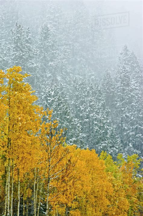 Canada Alberta Banff National Park Falling Snow In Mountain Forest