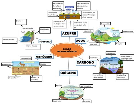 Mapa Conceptual Ciclos Biogeoquimicos By Mariodiaz Issuu Images