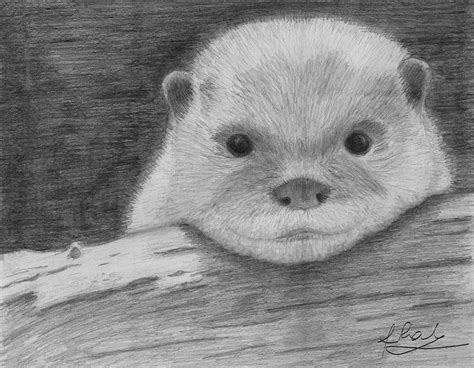 Cute Baby Otter Drawing By Raluca Feresteanu