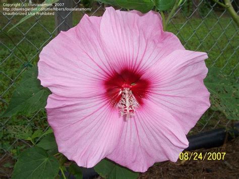 Confederate rose mallow (hibiscus mutabilis), a deciduous hibiscus shrub that grows in usda zones 7 through 11, is one of several hardy hibiscus mallow varieties. PlantFiles Pictures: Hardy Hibiscus, Rose Mallow, Swamp ...