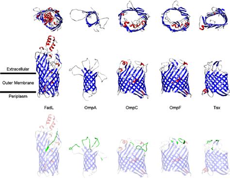 Последние твиты от porin (@porinthepan). —Structures of the various porin proteins utilized by T4-like phages as... | Download Scientific ...
