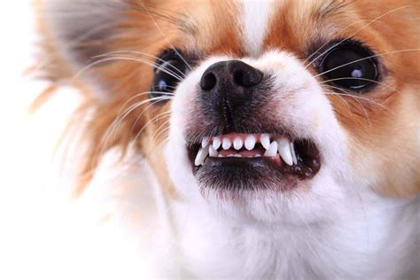 How To Teach A Dog To Show Teeth Teethwalls