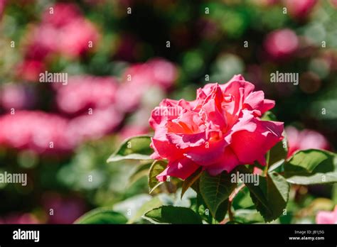 Beautiful Pink Rose Garden In Summer Stock Photo Alamy