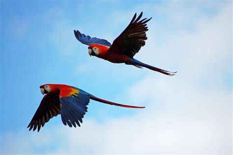 Rainforest Birds Flying