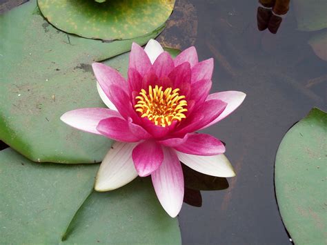 Pink Lotus Flower Meaning And Symbolism Mythologian