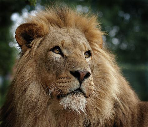 Head Shot Of Male African Lion Photograph By Luke Robinson Fine Art