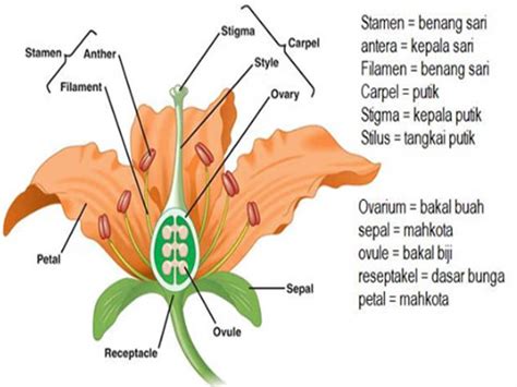 Struktur Dan Fungsi Bunga Pada Tumbuhan Terbaru
