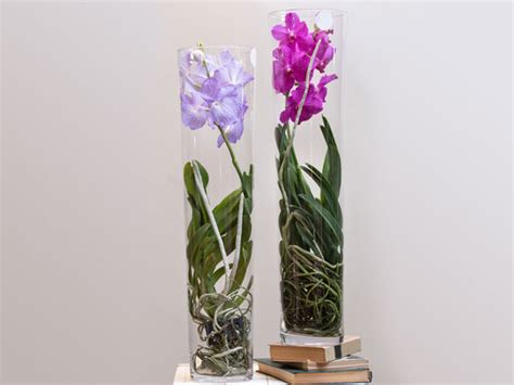 How To Grow Orchids In Glass Containers Plant Index