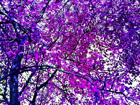 Purple Autumn By Karpit On Deviantart