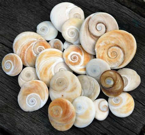 Spiral Shells Spiral Shell Sea Shells Spirals In Nature