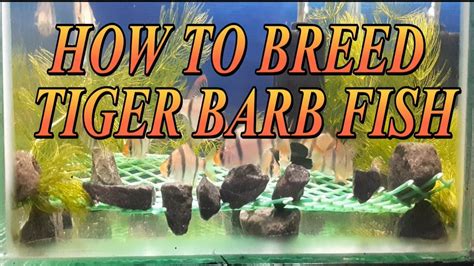 Tiger Barb Fish 100 Breeding Successful Fish Breeding Tutorial 7
