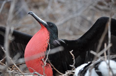 Magnificent Frigate Bird Courtship Display Galapagos Feathered
