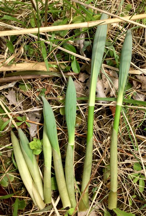 Although this is a potent chemical constituent, it seems to be in insufficient quantity to be of concern or use. Solomon's Seal — Polygonatum species | Nomad Seed Project