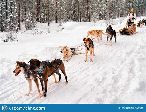 Woman At Husky Dogs Sled In Rovaniemi Editorial