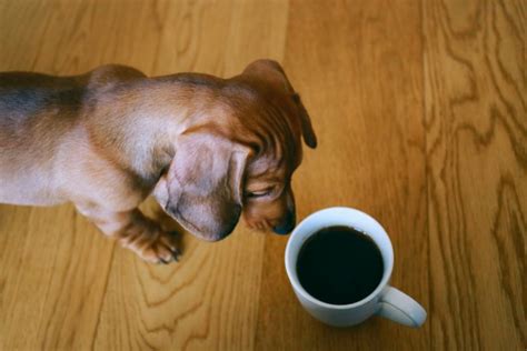 100 Coffee Names For Dogs From Mocha To Macchiato Bordercolliehealth