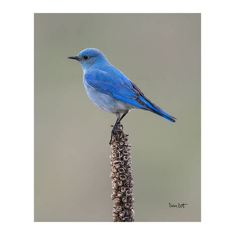 Mountain Bluebird Male 381 Dan Dietrich Photography