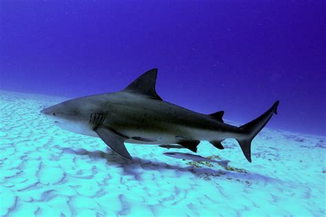 The Indian River Lagoon The Most Significant Bull Shark Nursery On The
