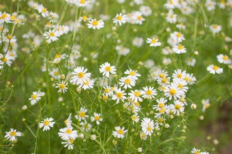Camomile Flowers Stock Photo Image Of Marguerite Field 31104728