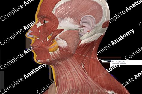 Risorius Muscle Complete Anatomy