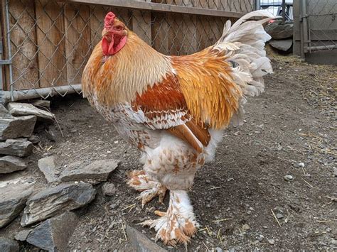Brahma Chickens All You Need To Know About Them