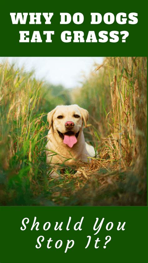 Some people propose that dogs might turn to eating grass when they don't feel well as a way to make themselves vomit, and then feel better. Why Do Dogs Eat Grass? Is it True They do so When Sick?