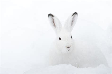White Rabbit In The Snow Stock Photo Animal Stock Photo Free Download