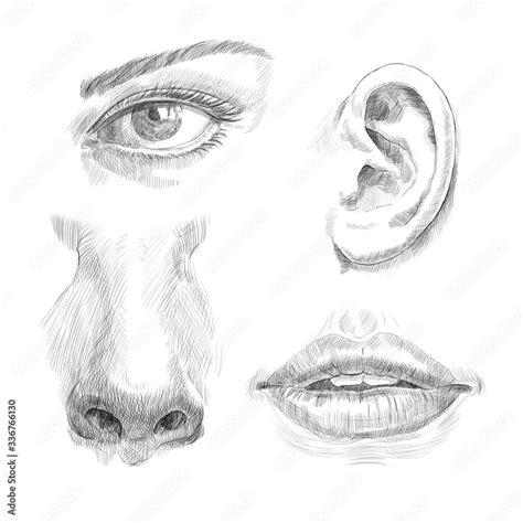 Eye Lips Nose Ear Hand Drawn Engraving Stock Illustration Adobe Stock