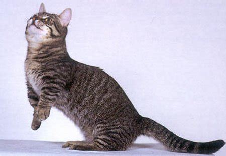 Pada tahun 1980 ras kucing ini baru. Indonesiaku: Jenis Jenis Kucing