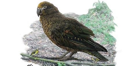 New fossil discovered in otago. Urzeit-Papagei war einen Meter groß und könnte ein ...