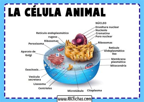 Celula Animales Y Sus Partes Abc Fichas